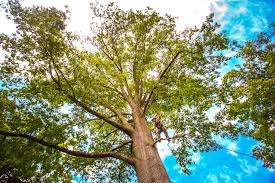 Best Storm Damage Tree Cleanup  in Glade Spring, VA