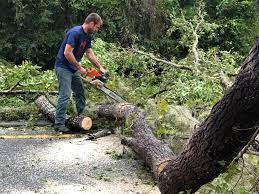 Best Palm Tree Trimming  in Glade Spring, VA