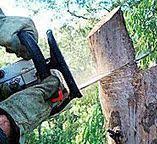  Glade Spring, VA Tree Services Pros