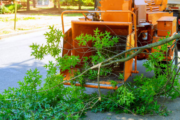 Best Tree Cabling and Bracing  in Glade Spring, VA