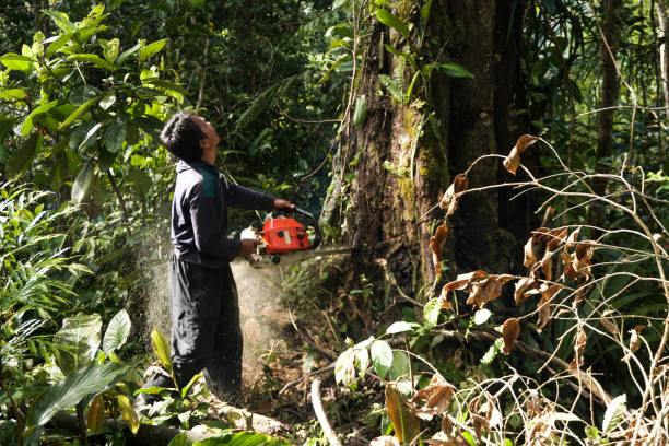 Best Root Management and Removal  in Glade Spring, VA