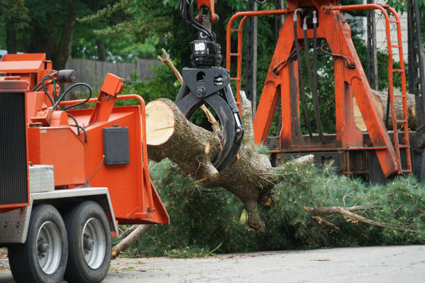 Best Arborist Consultation Services  in Glade Spring, VA