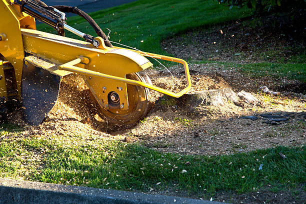 Best Stump Grinding and Removal  in Glade Spring, VA