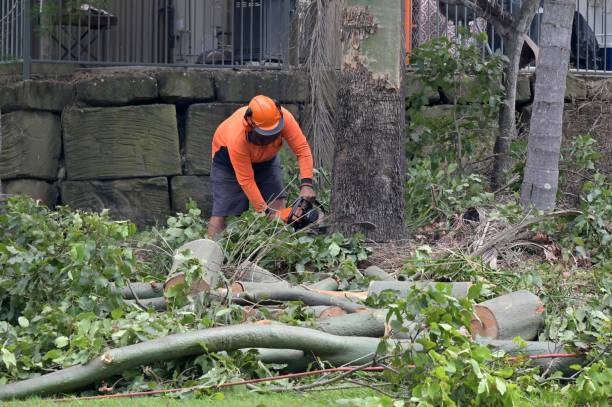 Professional Tree Services in Glade Spring, VA