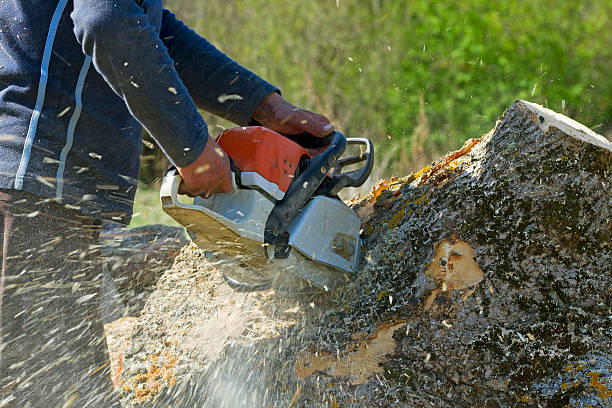 Best Leaf Removal  in Glade Spring, VA