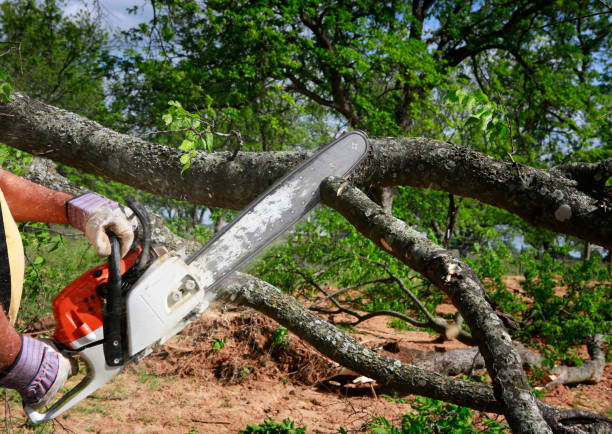 Best Tree Mulching  in Glade Spring, VA