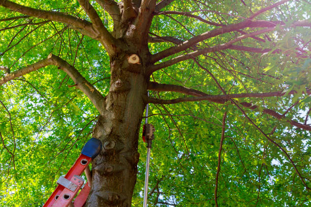 Best Utility Line Clearance  in Glade Spring, VA